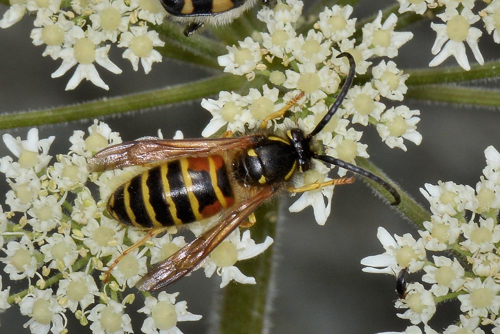 Dolichovespula norwegica maschio (Vespidae)